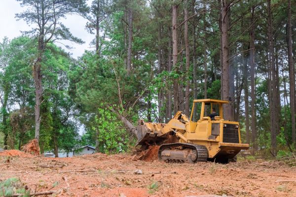 Cost of Forestry Clearing in Mechanicsville