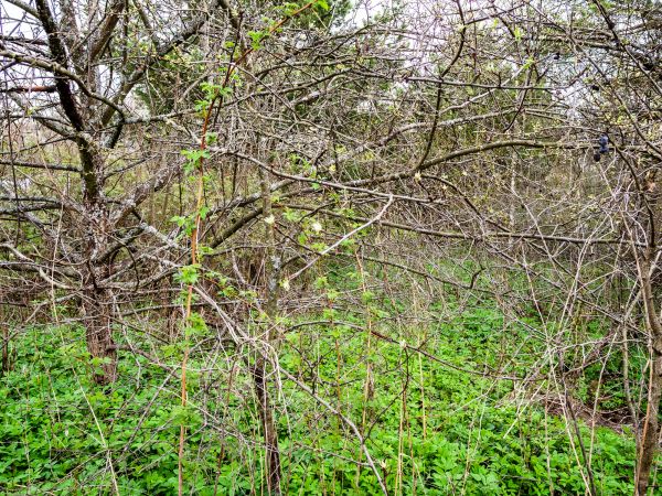 Underbrush Clearing in Mechanicsville