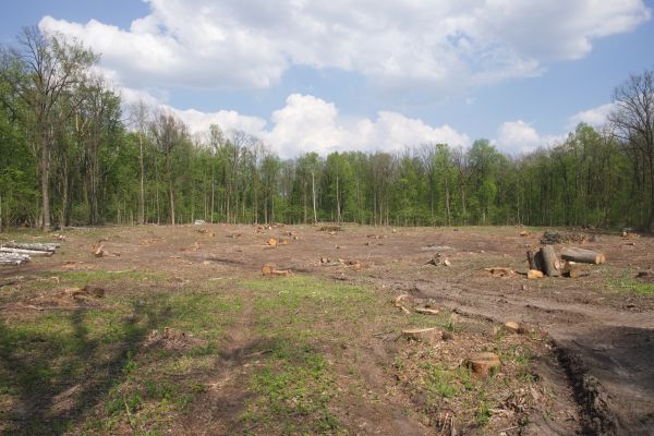 Cost of Pasture Clearing in Mechanicsville