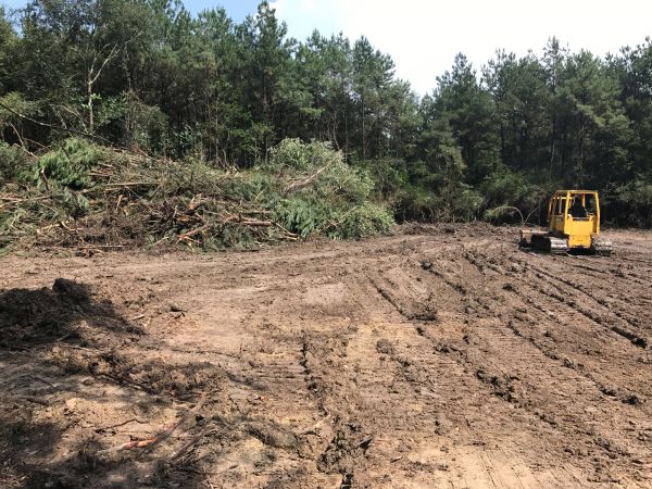 Cost of Thicket Clearing in Mechanicsville