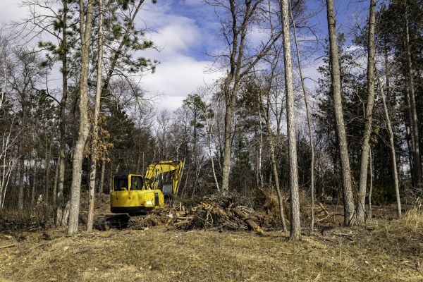 Easement Tree Removal